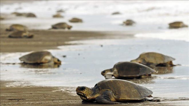 sea turtles.jpg
